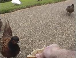Some of the many friendly pheasants and ducks on the estate